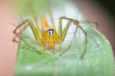 Lynx örümceğinin yakın çekimi