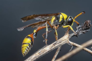 Sarı Ceket Wasp 'ın yakın çekimi kurumuş dala tünemiş.. 