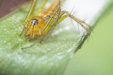 close shot of the Lynx spider clipart