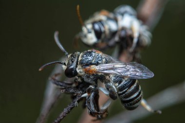 Kurumuş dallara tüneyen arılar..