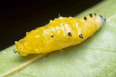 close up of the yellow comon jezebel larva. clipart