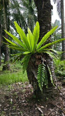 Hurma ağacının gövdesinde yetişen yabani kuş yuvası. 