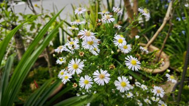 looking at the cluster of White panicle aster flower. clipart