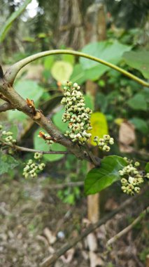 cluster of tiny macarange gigantea fruits sprouting from the branches.  clipart