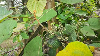 Dallardan filizlenen küçük makaranj dev çay meyveleri kümesi.. 