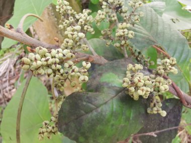 Daldan filizlenen bir demet küçük makaranj dev çay..