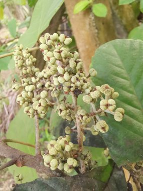 cluster of tiny macarange gigantea seeding sprouting from the branch. clipart