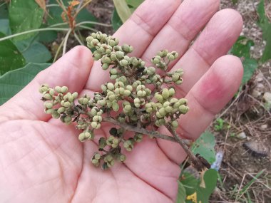 cluster of tiny macarange gigantea seeding sprouting from the branch. clipart