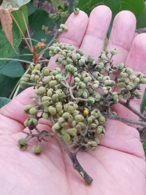 Daldan filizlenen bir demet küçük makaranj dev çay..