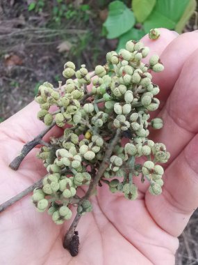 cluster of tiny macarange gigantea seeding sprouting from the branch. clipart