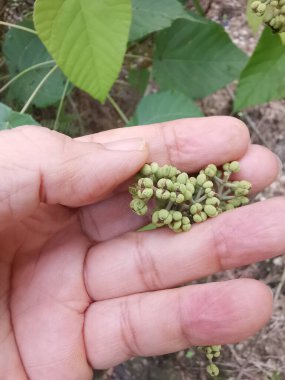 Daldan filizlenen bir demet küçük makaranj dev çay..