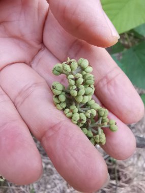 Daldan filizlenen bir demet küçük makaranj dev çay..