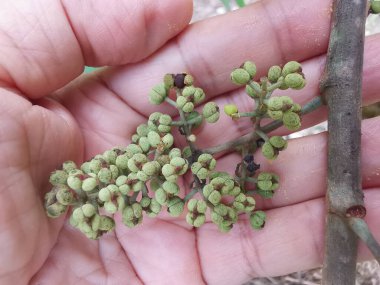 Daldan filizlenen bir demet küçük makaranj dev çay..