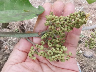 cluster of tiny macarange gigantea seeding sprouting from the branch. clipart