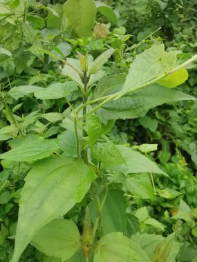 Vahşi ve yabani Asya çalı bitki örtüsü dokusunun en üst görüntüsü.