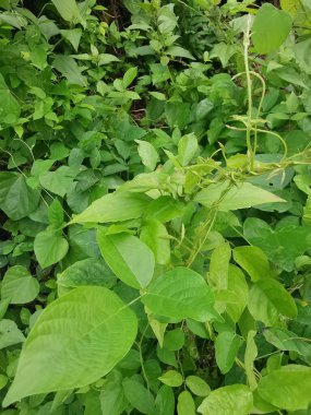 Vahşi ve yabani Asya çalı bitki örtüsü dokusunun en üst görüntüsü.