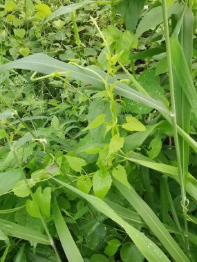 Vahşi ve yabani Asya çalı bitki örtüsü dokusunun en üst görüntüsü.