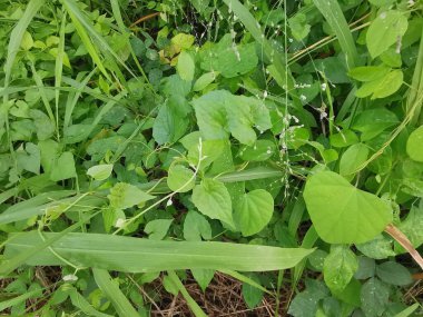 Top-view of the wild and weedy Asian bushy vegetation meadow texture. clipart