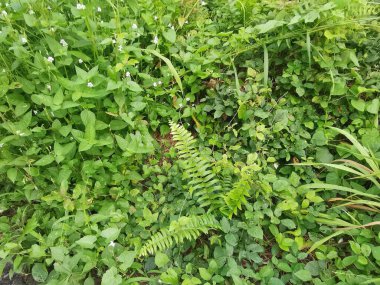 Vahşi ve yabani Asya çalı bitki örtüsü dokusunun en üst görüntüsü.