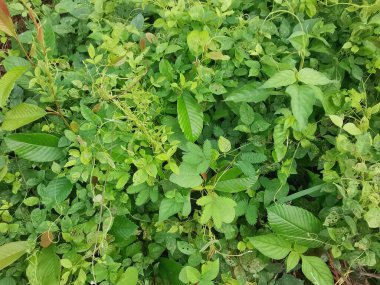 Vahşi ve yabani Asya çalı bitki örtüsü dokusunun en üst görüntüsü.