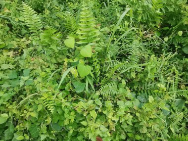 Top-view of the wild and weedy Asian bushy vegetation meadow texture. clipart