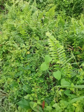 Vahşi ve yabani Asya çalı bitki örtüsü dokusunun en üst görüntüsü.