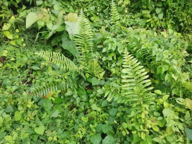 Top-view of the wild and weedy Asian bushy vegetation meadow texture. clipart