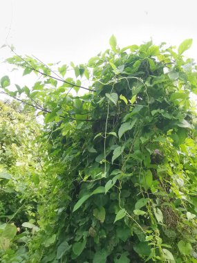 Vahşi ve yabani Asya çalı bitki örtüsü dokusunun en üst görüntüsü.