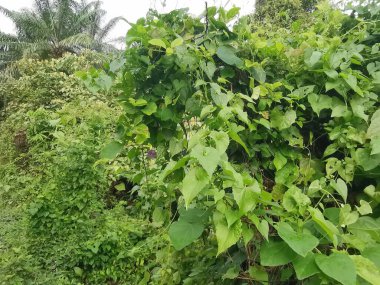 Vahşi ve yabani Asya çalı bitki örtüsü dokusunun en üst görüntüsü.