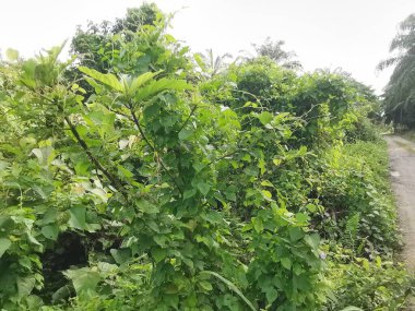 Vahşi ve yabani Asya çalı bitki örtüsü dokusunun en üst görüntüsü.