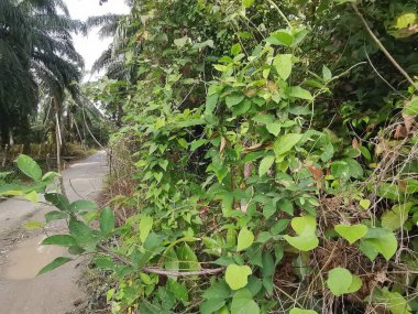 Vahşi ve yabani Asya çalı bitki örtüsü dokusunun en üst görüntüsü.