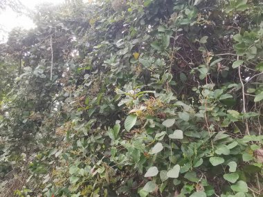 Top-view of the wild and weedy Asian bushy vegetation meadow texture. clipart