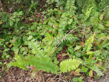 Vahşi ve yabani Asya çalı bitki örtüsü dokusunun en üst görüntüsü.