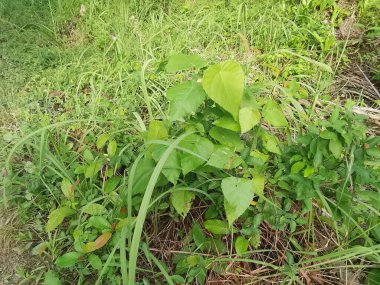 Vahşi ve yabani Asya çalı bitki örtüsü dokusunun en üst görüntüsü.