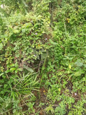 Top-view of the wild and weedy Asian bushy vegetation meadow texture. clipart