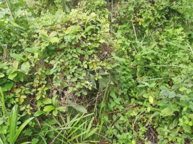 Top-view of the wild and weedy Asian bushy vegetation meadow texture. clipart