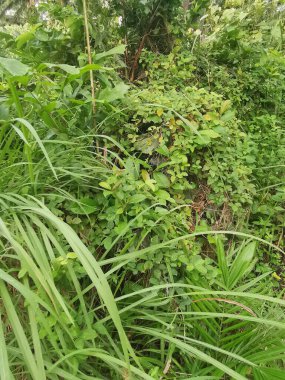 Top-view of the wild and weedy Asian bushy vegetation meadow texture. clipart