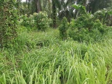 Vahşi ve yabani Asya çalı bitki örtüsü dokusunun en üst görüntüsü.