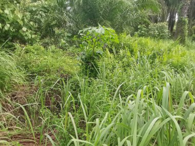 Vahşi ve yabani Asya çalı bitki örtüsü dokusunun en üst görüntüsü.