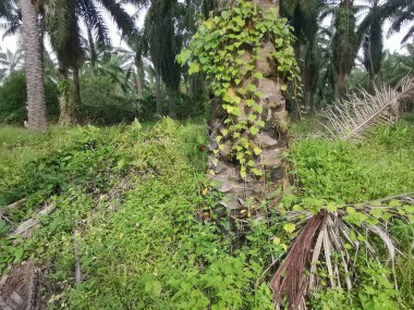 Vahşi ve yabani Asya çalı bitki örtüsü dokusunun en üst görüntüsü.