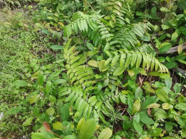 Vahşi ve yabani Asya çalı bitki örtüsü dokusunun en üst görüntüsü.
