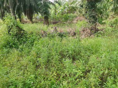 Top-view of the wild and weedy Asian bushy vegetation meadow texture. clipart