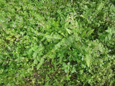 Vahşi ve yabani Asya çalı bitki örtüsü dokusunun en üst görüntüsü.