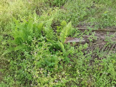 Vahşi ve yabani Asya çalı bitki örtüsü dokusunun en üst görüntüsü.