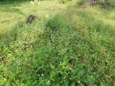 Vahşi ve yabani Asya çalı bitki örtüsü dokusunun en üst görüntüsü.