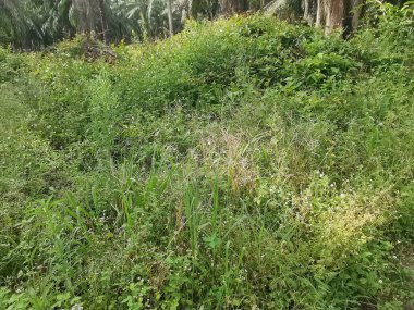 Vahşi ve yabani Asya çalı bitki örtüsü dokusunun en üst görüntüsü.