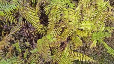 Böcek ilacı sıktıktan sonra ölmekte olan vahşi keman kafası eğreltiotu otlağı. 