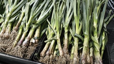 Bir demet çiğ kırmızı pırasa sebzesi..