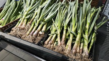 Bir demet çiğ kırmızı pırasa sebzesi..