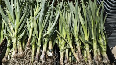 Bir demet çiğ kırmızı pırasa sebzesi..